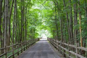 Hudson Valley Rail Trail in tree-lined area. A. Colarusso Construction.